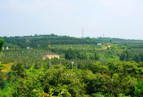 煙臺棲霞中惠蘋果苗木基地